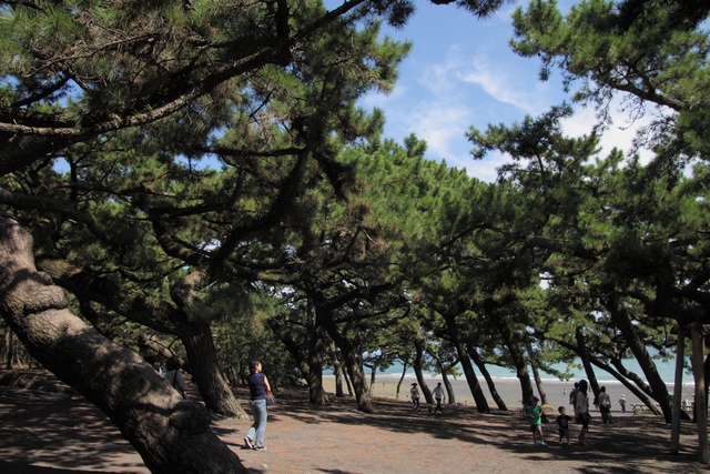 羽衣の松からの富士山・静岡県静岡市清水区三保・画像