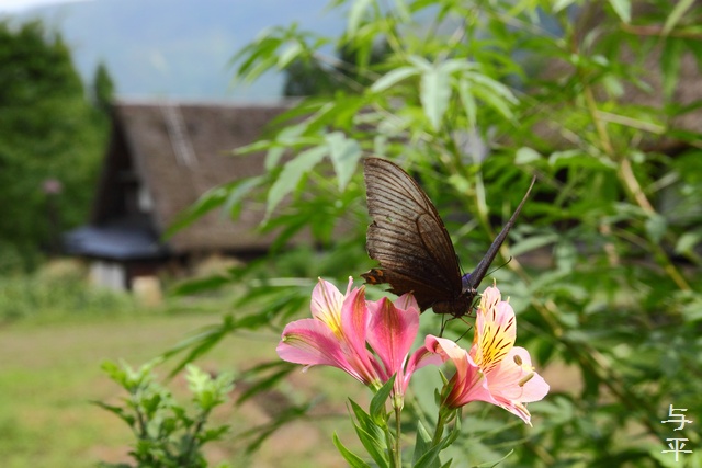 世界遺産・五箇山・相倉集落・菅沼集落・画像・旅すずめ・与平