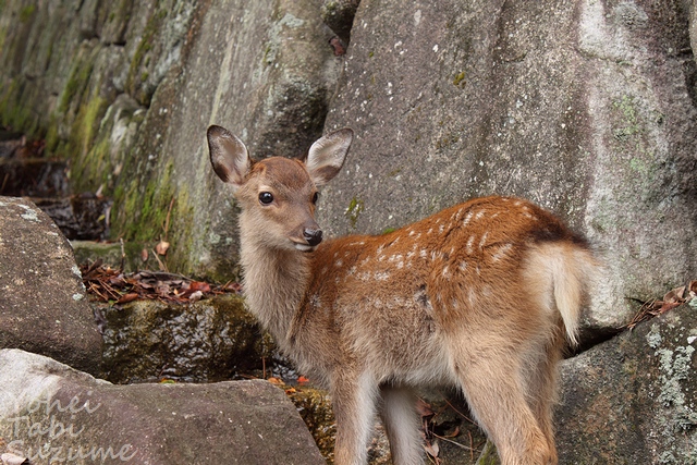 日本三景安芸の宮島・ 広島県廿日市市宮島町・画像・与平旅すずめ ~デジカメ片手の旅ブログ~