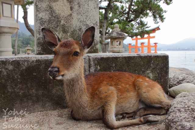 日本三景安芸の宮島・ 広島県廿日市市宮島町・画像・与平旅すずめ ~デジカメ片手の旅ブログ~