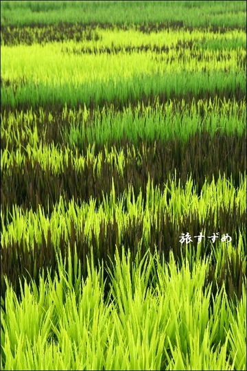 inaka2004-thumbnail2.jpg